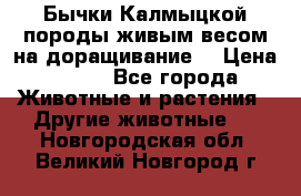 Бычки Калмыцкой породы живым весом на доращивание. › Цена ­ 135 - Все города Животные и растения » Другие животные   . Новгородская обл.,Великий Новгород г.